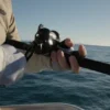 Accurate Ascender Star Drag Reels