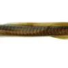Berkley Gulp! Saltwater Eel Soft Baits