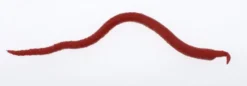 Berkley Gulp! Saltwater Extruded Bloodworm Soft Baits