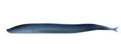 Berkley Gulp! Saltwater Sand Eel Soft Baits
