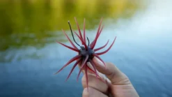Core Tackle Dice Rig Hooks