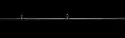 Daiwa Outrage XV Slow Pitch Casting Rods