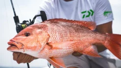 Daiwa Saltiga Jigging Star Drag Conventional Reels
