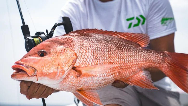 Daiwa Saltiga Jigging Star Drag Conventional Reels