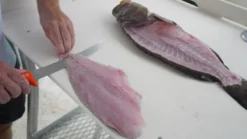 Dexter Dextreme 8