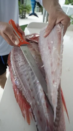 Dexter Dextreme 10