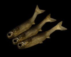 NLBN - No Live Bait Needed K-Tail Swimbait